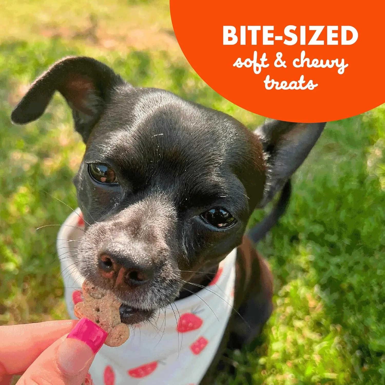 Buddy Biscuits 8 oz. Bag of Softies Soft & Chewy Dog Treats, Made with Peanut Butter