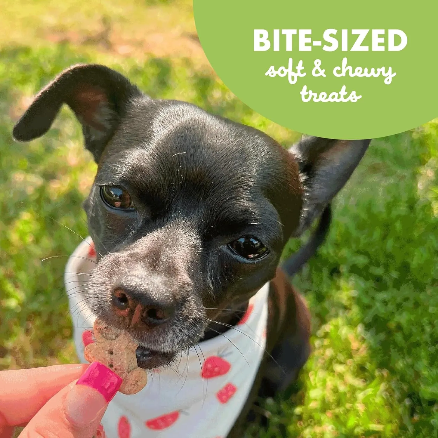 Buddy Biscuits Roasted Chicken Flavor 6 Oz.