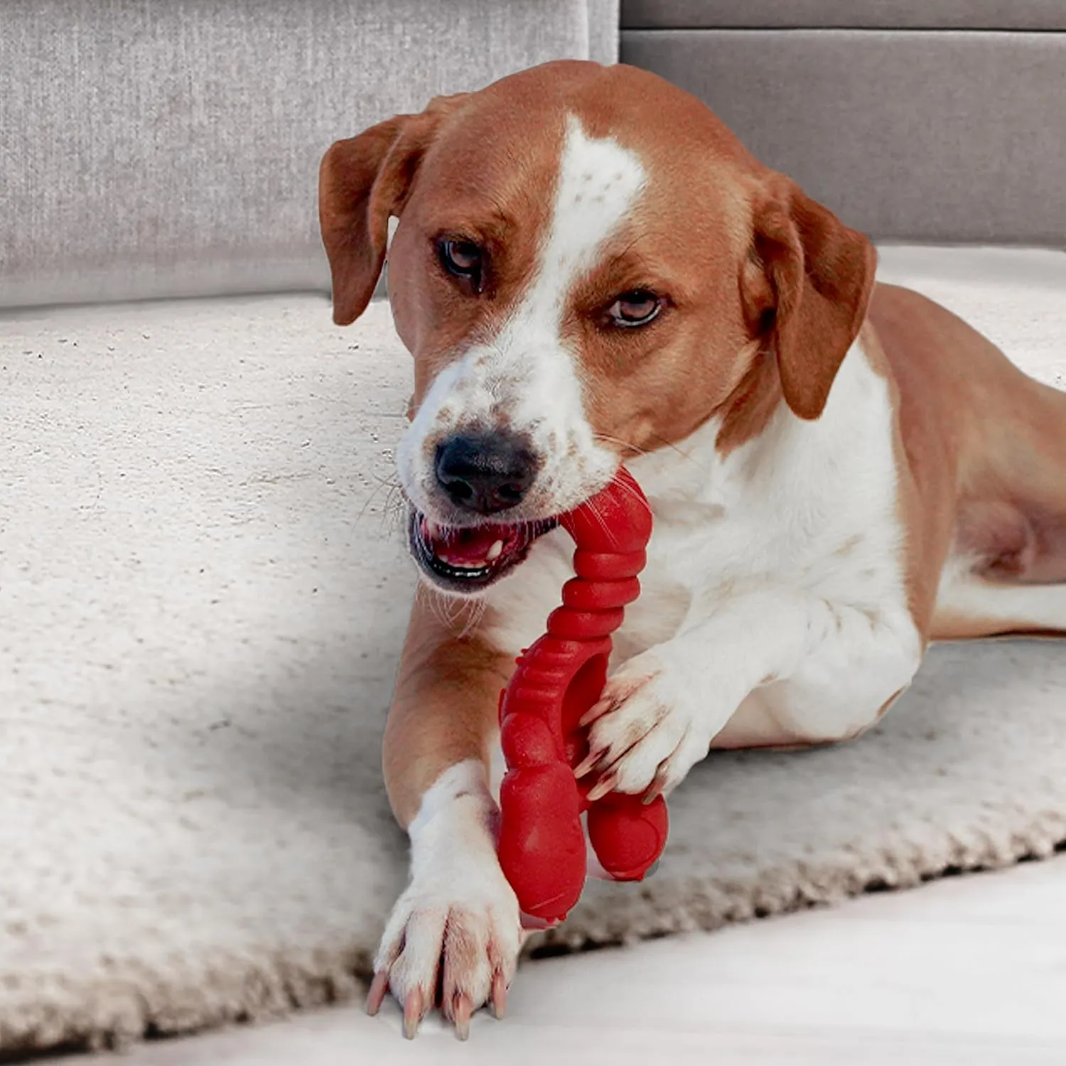 Nylabone Lobster Power Chew Toy for Dogs, Dog Toys for Aggressive Chewers, Filet Mignon Flavor, X-Large Dogs - 50  lbs, 1 Count