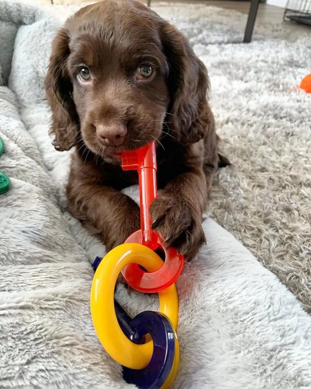 Nylabone Puppy Chew Key Ring Toy, Toys for Teething Puppies, Multi Color, Bacon Flavor, Small - Up to 25 lbs, 1 Count